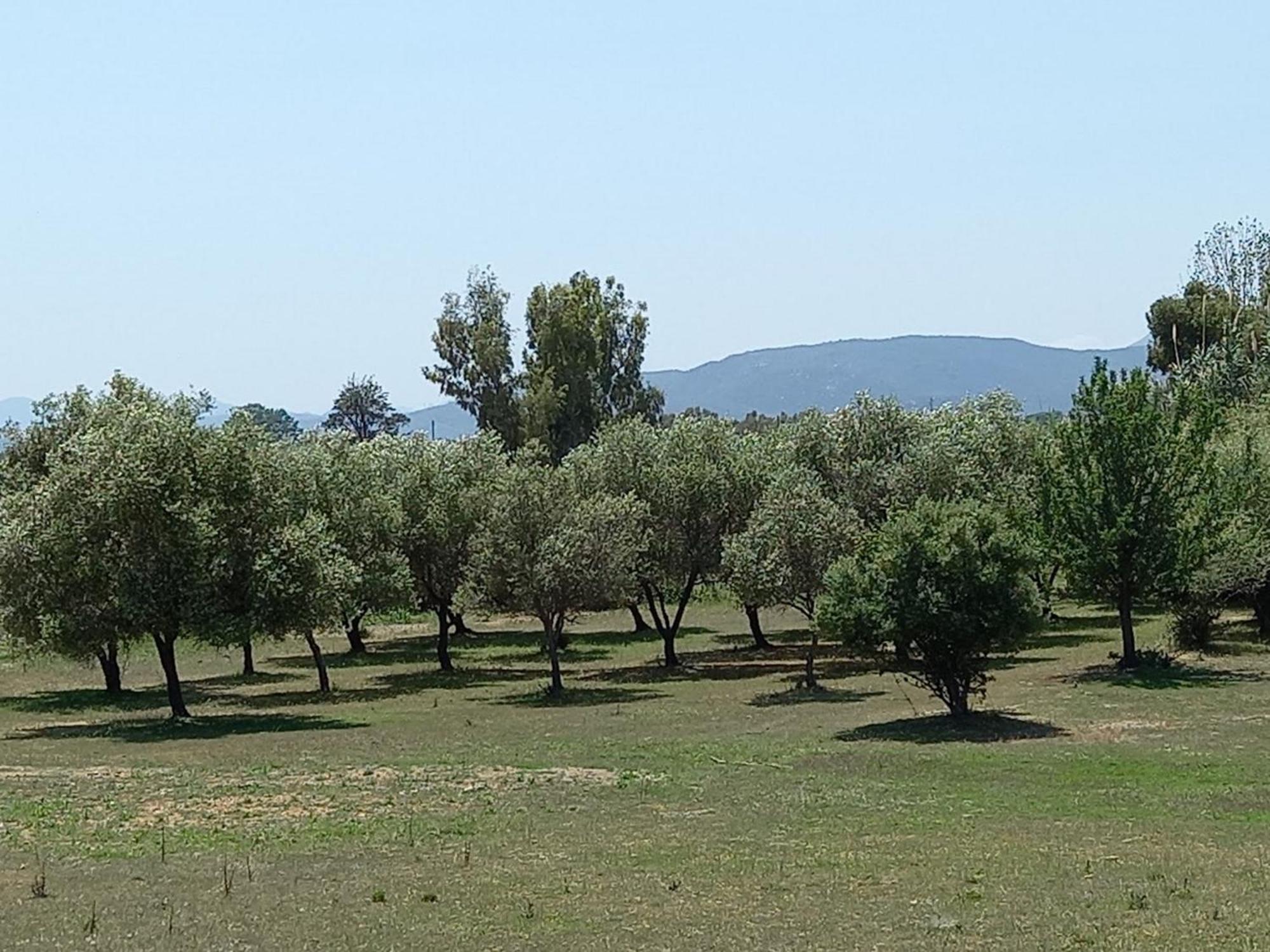Basecamp Ogliastra - Flat Green Santa Maria Navarrese Eksteriør bilde